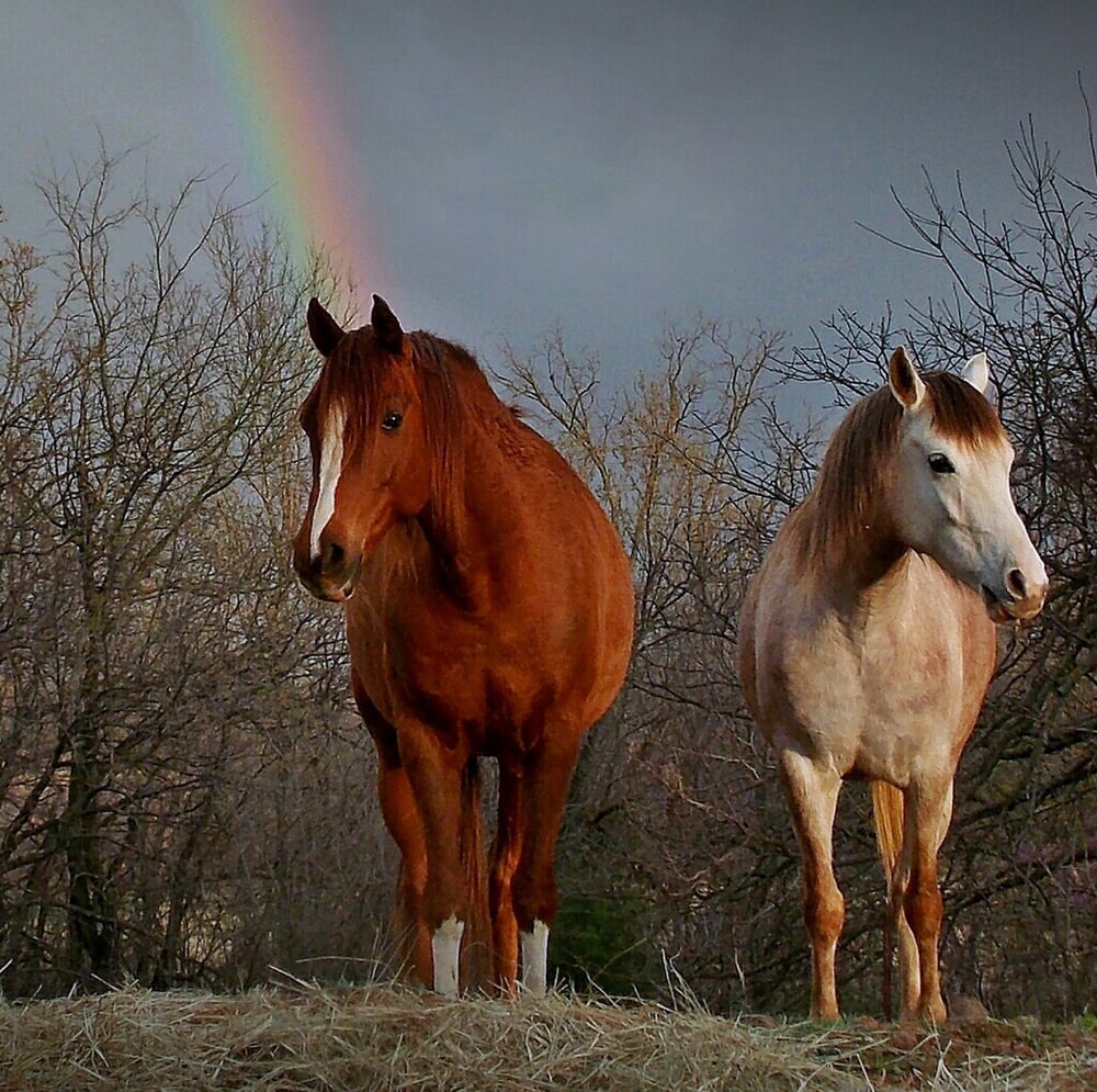 🐶🐹🐴 FYI 🐴🐹🐶 - Picture 4 of 8